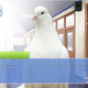 Illustration for article titled I Want Its Plumage, I Want Its Suspense, My Game of the Year Could Be a Bird Romance